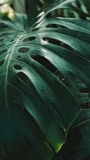Send A Message Of Nature And Technology With This Plant Iphone Wallpaper Wallpaper