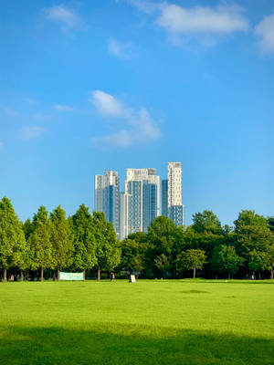 Seoul Green Park Wallpaper