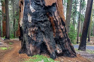 Sequoia National Park Burned Tree Wallpaper