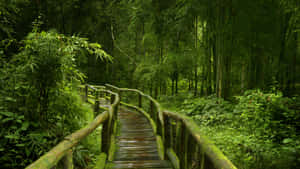 Serene_ Bamboo_ Forest_ Pathway.jpg Wallpaper