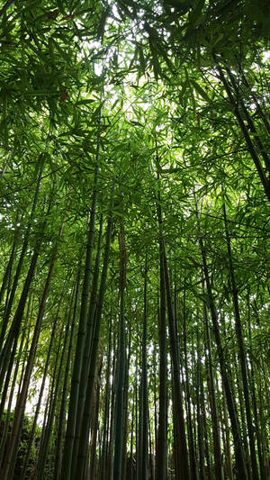 Serene Bamboo Forest Scenery For Iphone Wallpaper