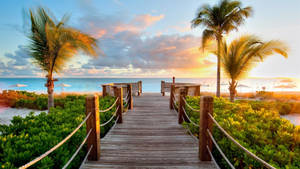 Serene Tropical Boardwalk Area Wallpaper