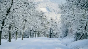 Serenity Of A Winter Forest Wallpaper