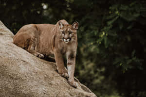 Serious Crouching Lioness Wallpaper