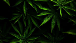 Several Marijuana Leaves In Black Wallpaper