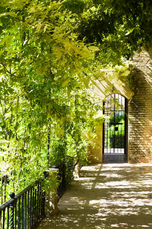 Seville Sunlight Through Trees Wallpaper