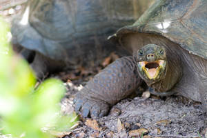 Seychelles Couple Giant Tortoises Wallpaper