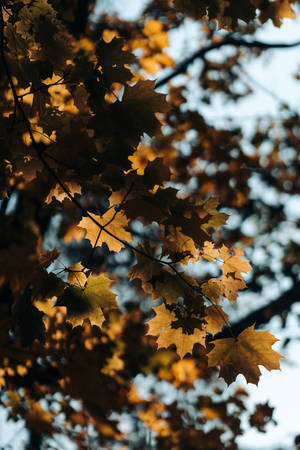 Shadowed Maples Leaves Wallpaper