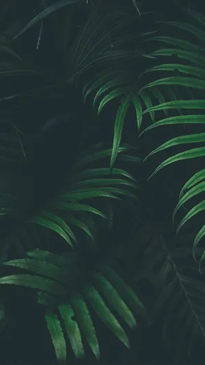 Shadowy Green Leaves Aesthetic Wallpaper