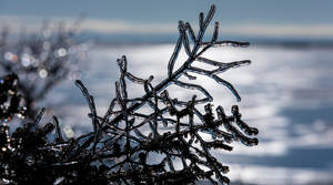 Shallow Focus Tree Branch On Ice Wallpaper