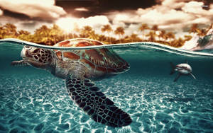 Shark Behind Sea Turtle Wallpaper