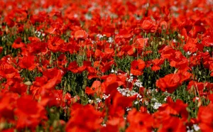 Sharp Fields Of Corn Poppy Wallpaper