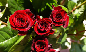 Sharp Red Roses Wallpaper