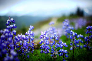 Sharp Violets In Bloom Wallpaper