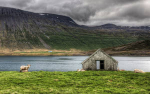 Sheep Barn In Sea Wallpaper