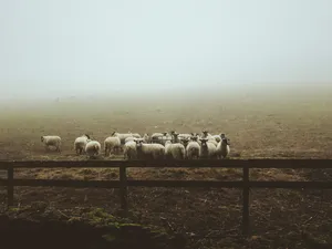 Sheep Herd Misty Morning Wallpaper