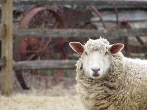 Sheep In The Backyard Wallpaper