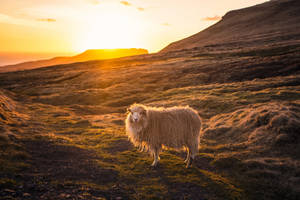 Sheep On The Hill Wallpaper