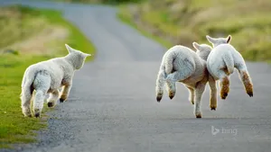Sheep Running In Road Wallpaper