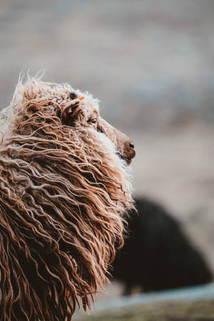 Sheep With Fluffy Neck Wallpaper