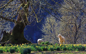 Sheep With Tree Wallpaper