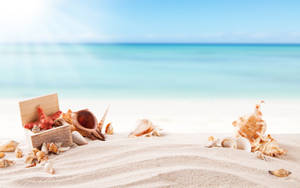 Shells In Sand Under Sunlight Wallpaper