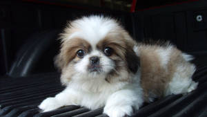 Shih Tzu Baby Dog Looking At Camera Wallpaper