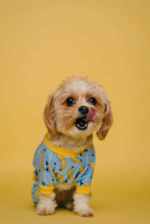 Shih Tzu Banana Shirt Wallpaper