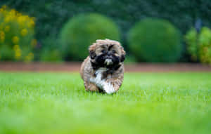 Shih Tzu Brown Fur Puppy Wallpaper