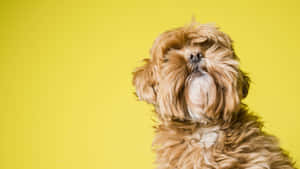 Shih Tzu Brown Fur Yellow Background Wallpaper