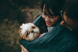 Shih Tzu Carried Like A Baby Wallpaper