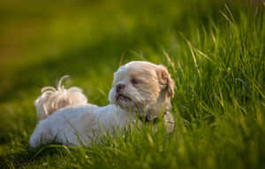 Shih Tzu White Fur In The Field Wallpaper