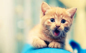 Shocked Orange Kitten Wallpaper