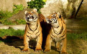 Short-legged Baby Tigers Wallpaper