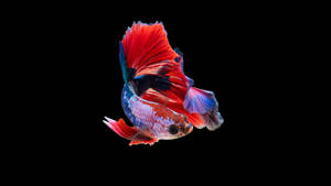 Siamese Fighting Fish Amoled 4k Wallpaper