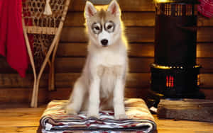 Siberian Husky Cute Pet Wallpaper