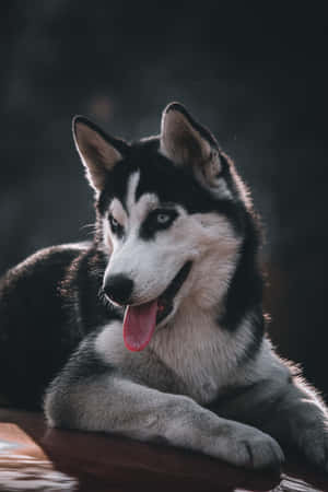 Siberian Husky Cute Portrait Wallpaper