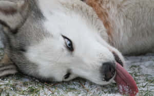 Siberian Husky Dog Cute Tongue Out Wallpaper