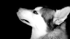 Siberian Husky Dog Profile Wallpaper