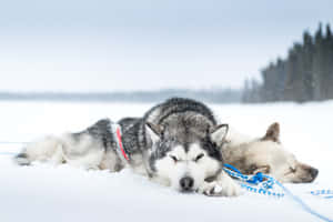 Siberian Husky Dogs Relaxing In Snow Wallpaper