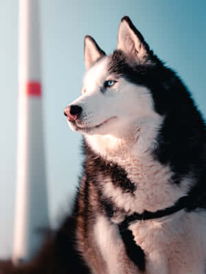 Siberian Husky Pet Dog Wallpaper