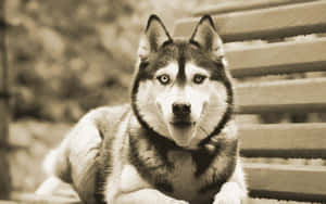 Siberian Husky Sepia Filter Wallpaper