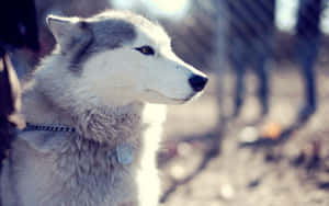 Siberian Husky With A Silver Dog Tag Wallpaper