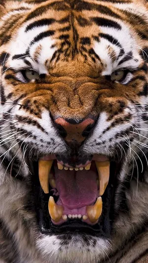 Siberian Tiger Face Wallpaper
