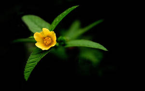 Sida Rhombifolia Flower Desktop Wallpaper