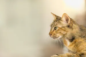 Side Profile Orange Cat Wallpaper