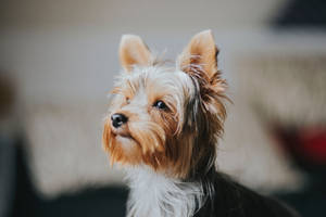 Side View Portrait Yorkie Puppy Wallpaper