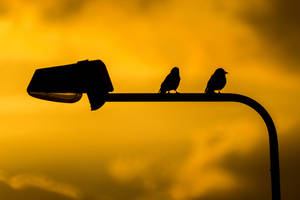 Silhouette Birds On Lamppost Wallpaper