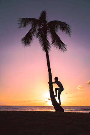 Silhouette Boy On The Tree Wallpaper