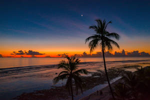 Silhouette Of Coconut Trees And Orange Horizon Wallpaper